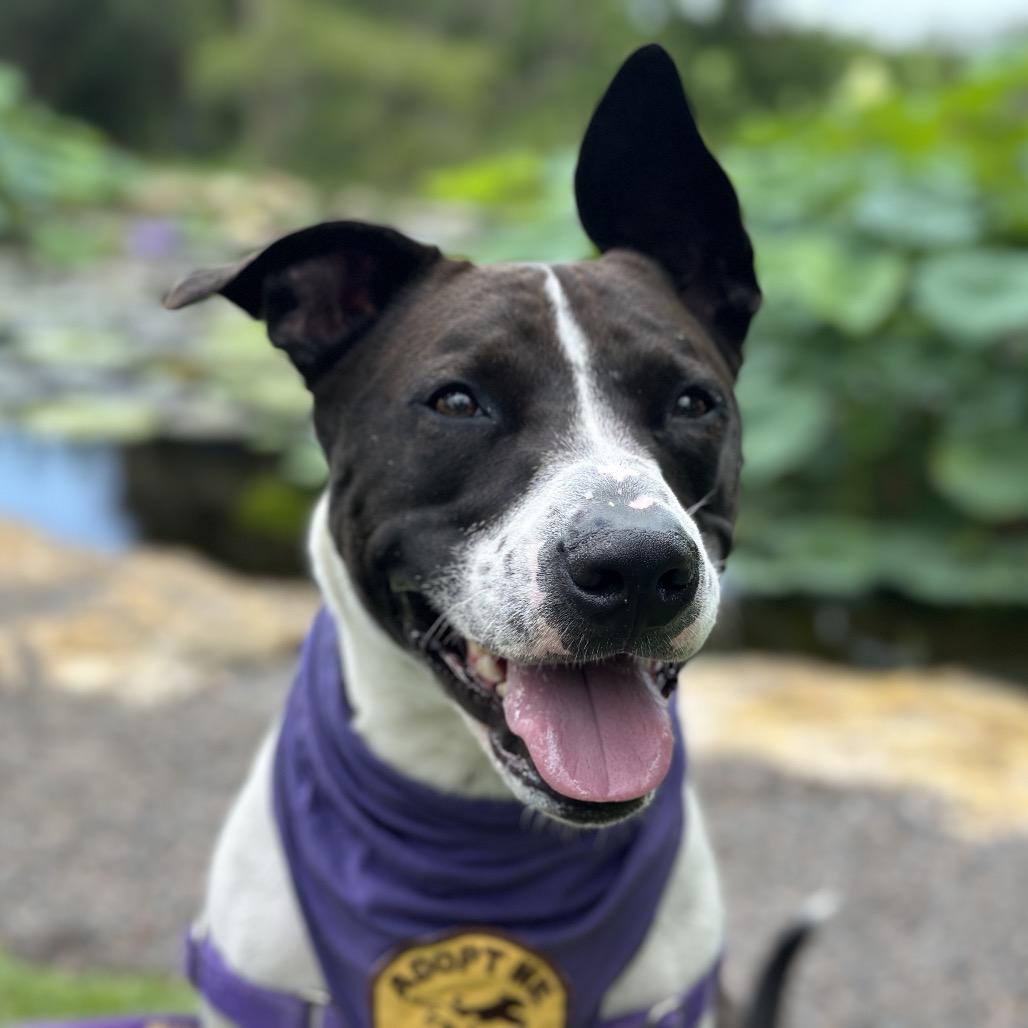 Charlie — thumbnail 5