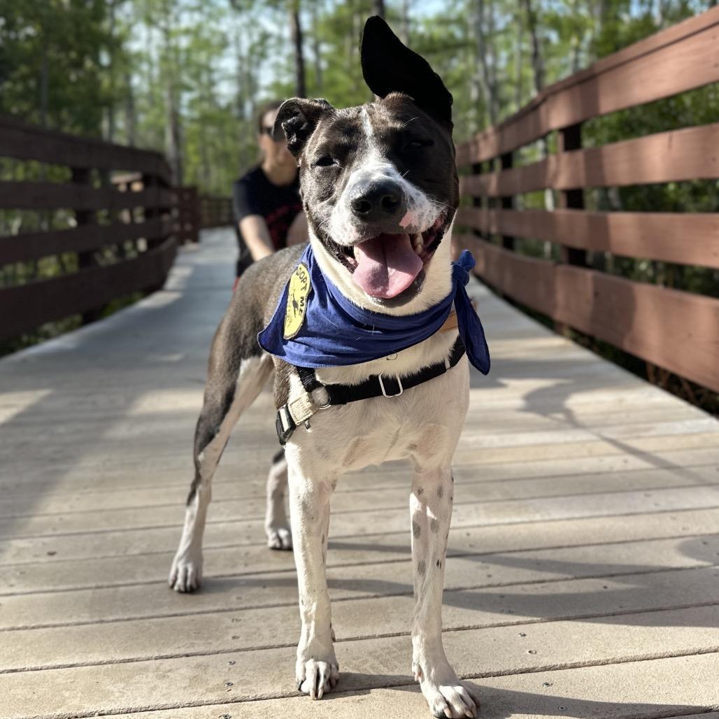 Charlie — thumbnail 6