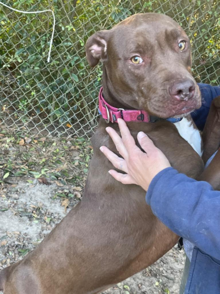 CHLOE, Adoptable, Young Female American Bulldog.