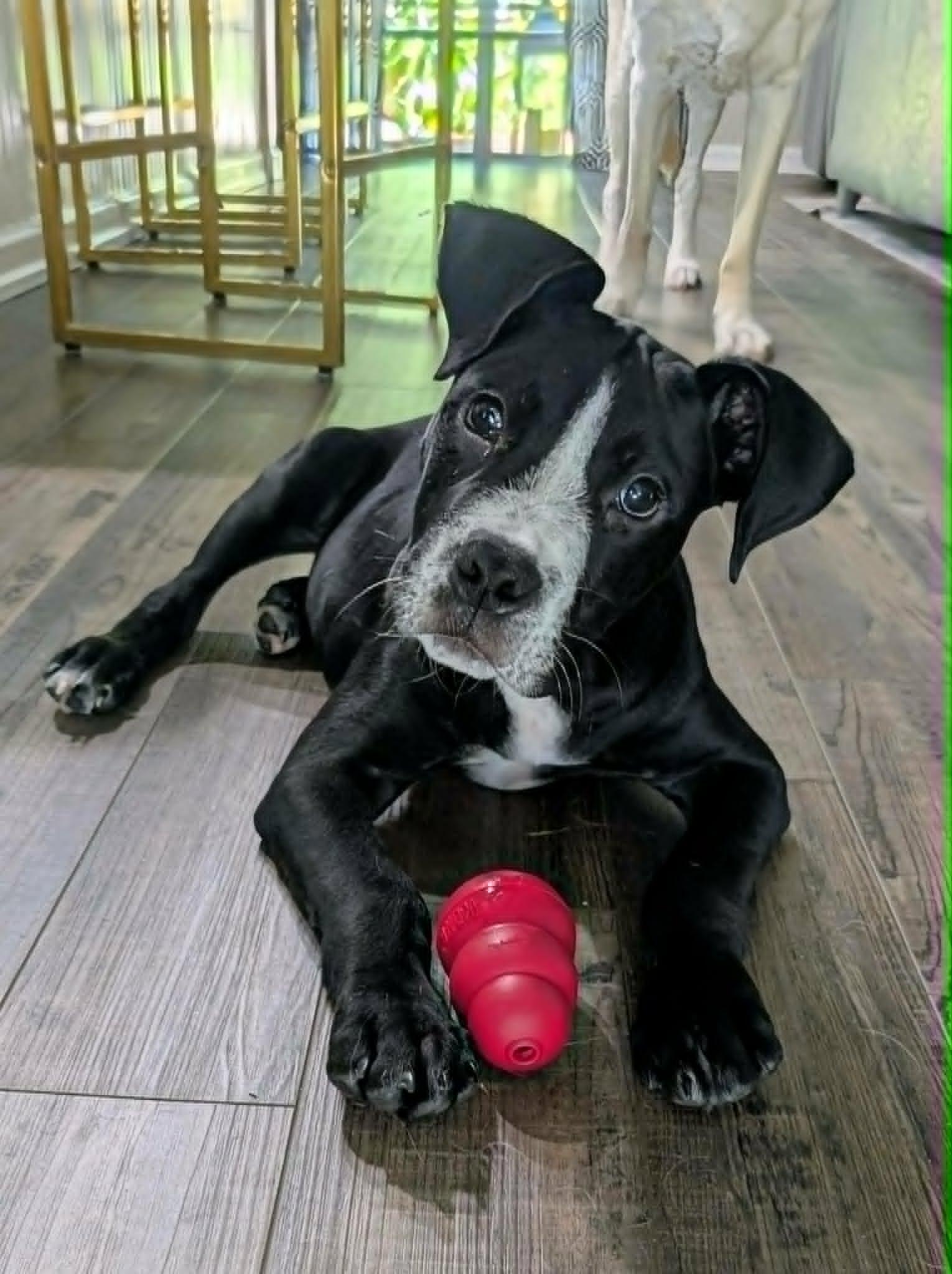 Norman, ADOPTABLE, Puppy Male Mixed Breed & Hound.