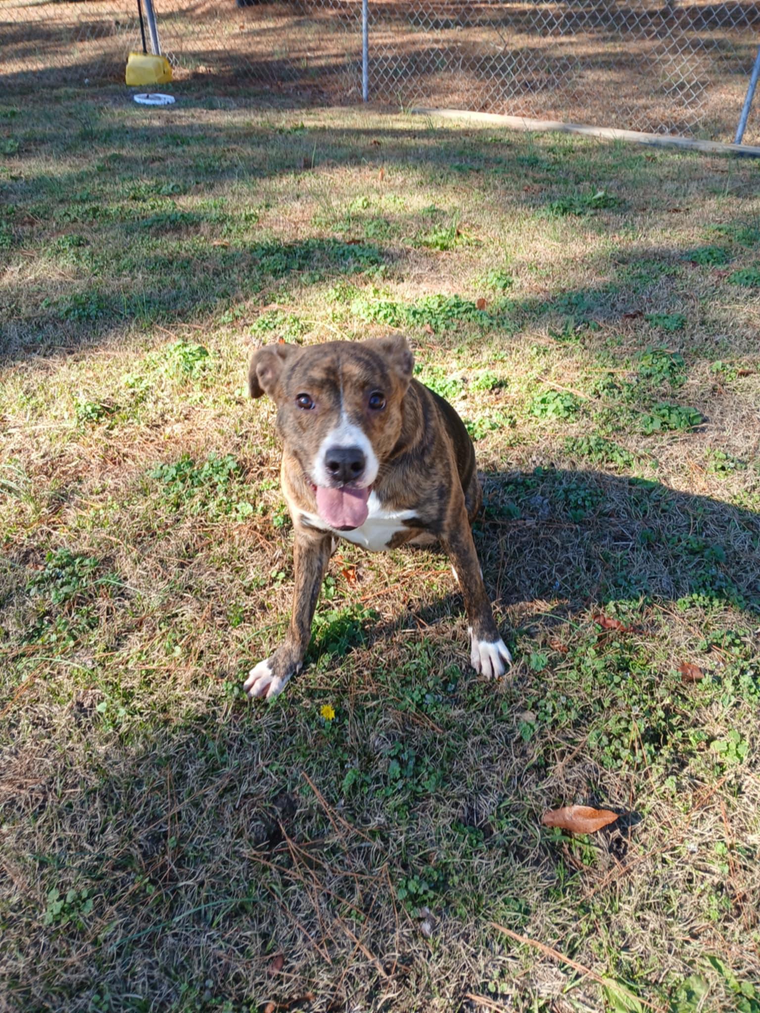 Laney, Adult Female Labrador Retriever