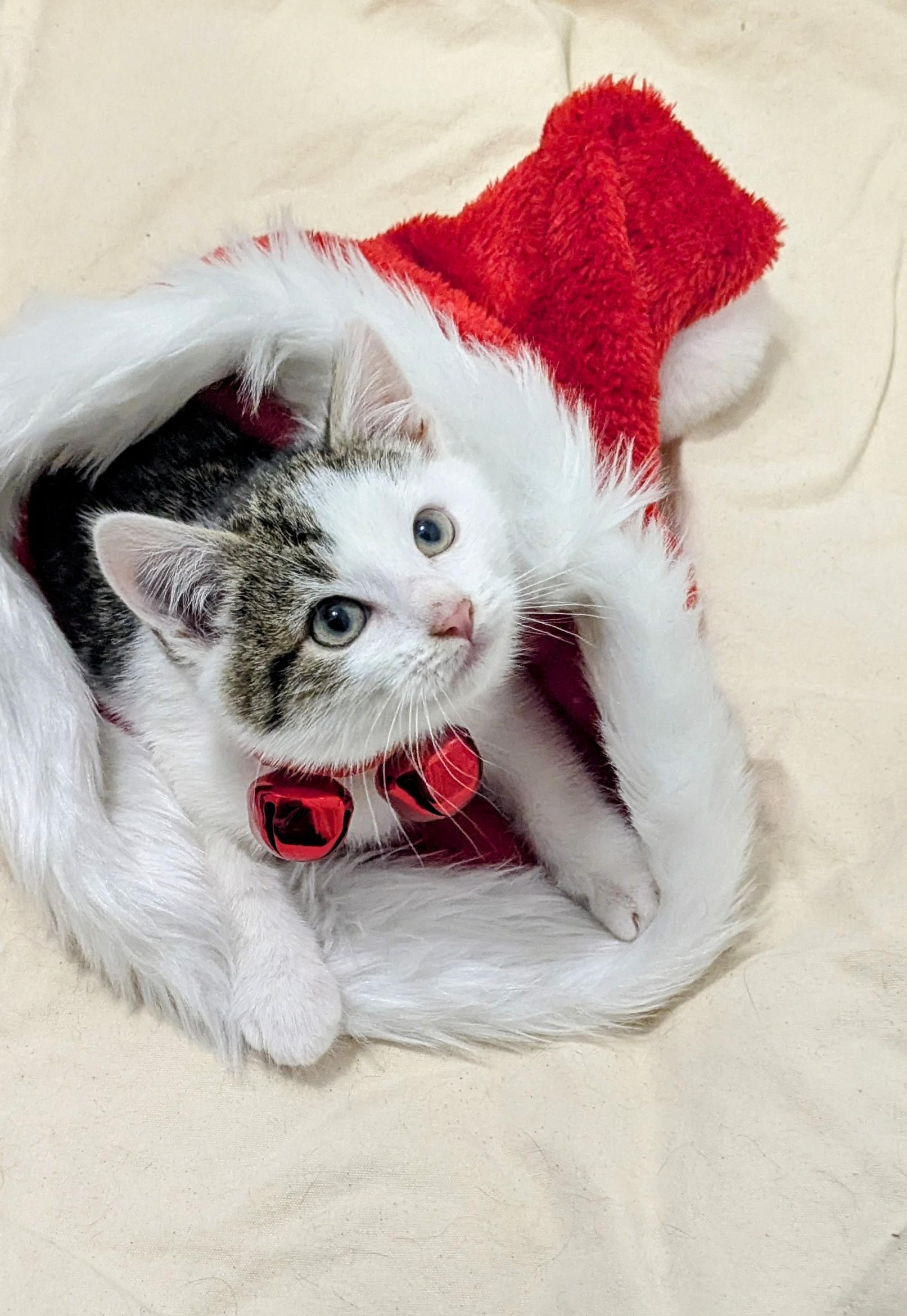 Snicker Doodle, adopted, Kitten Male Domestic Short Hair.