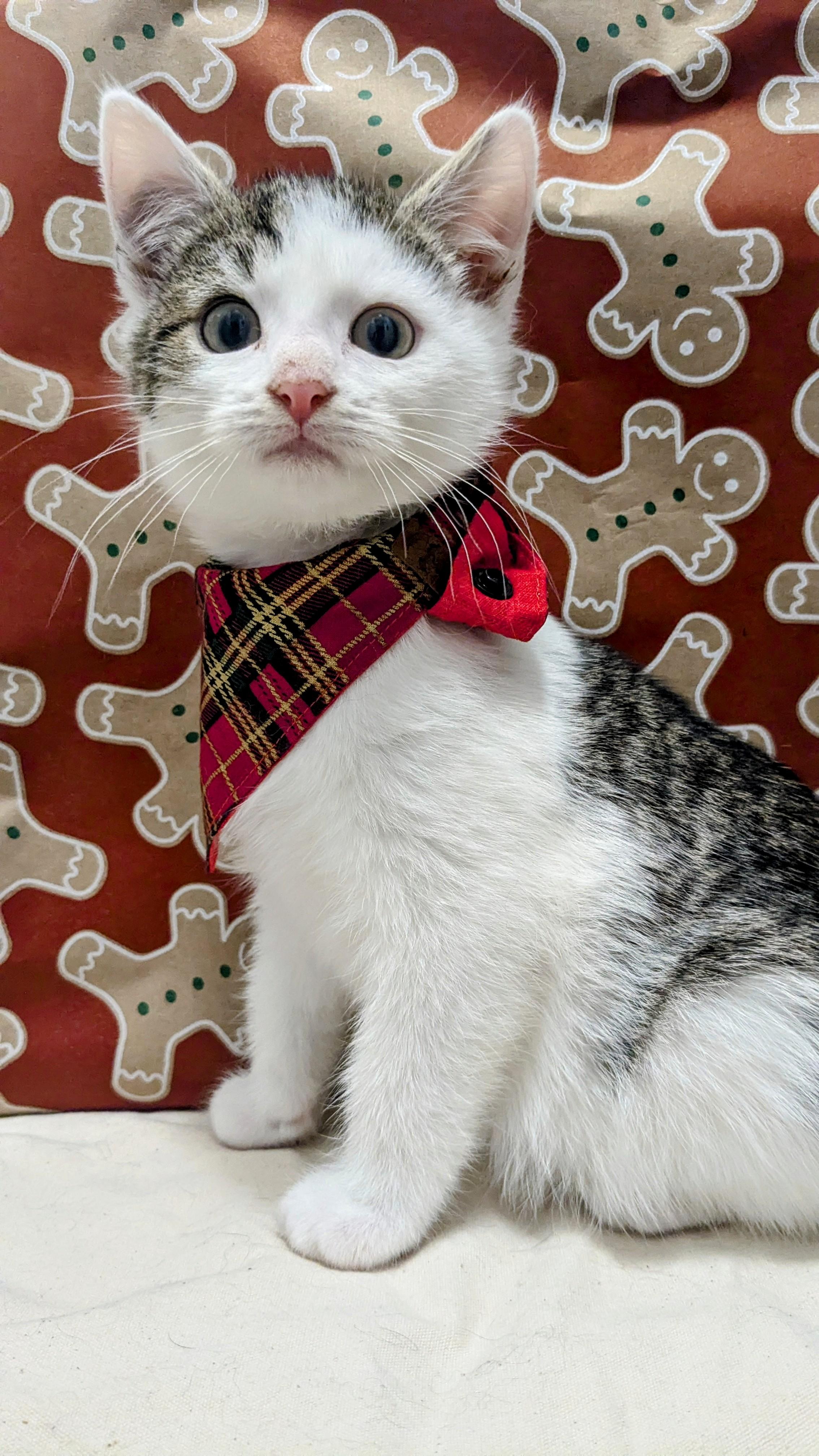 Enlarge Snicker Doodle, an adopted Domestic Short Hair in Chesapeake Beach, MD image 2/4