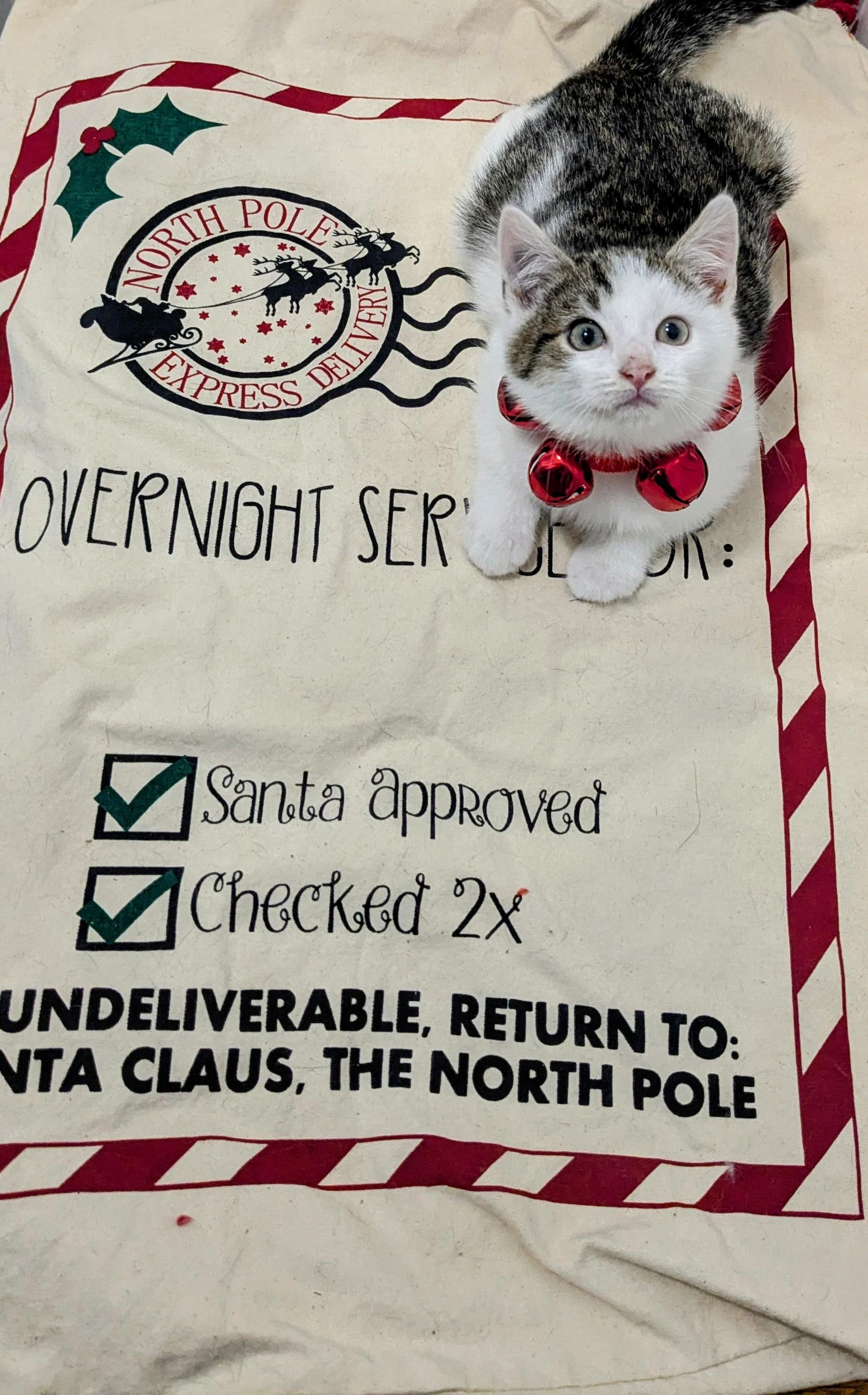 Enlarge Snicker Doodle, an adopted Domestic Short Hair in Chesapeake Beach, MD image 3/4