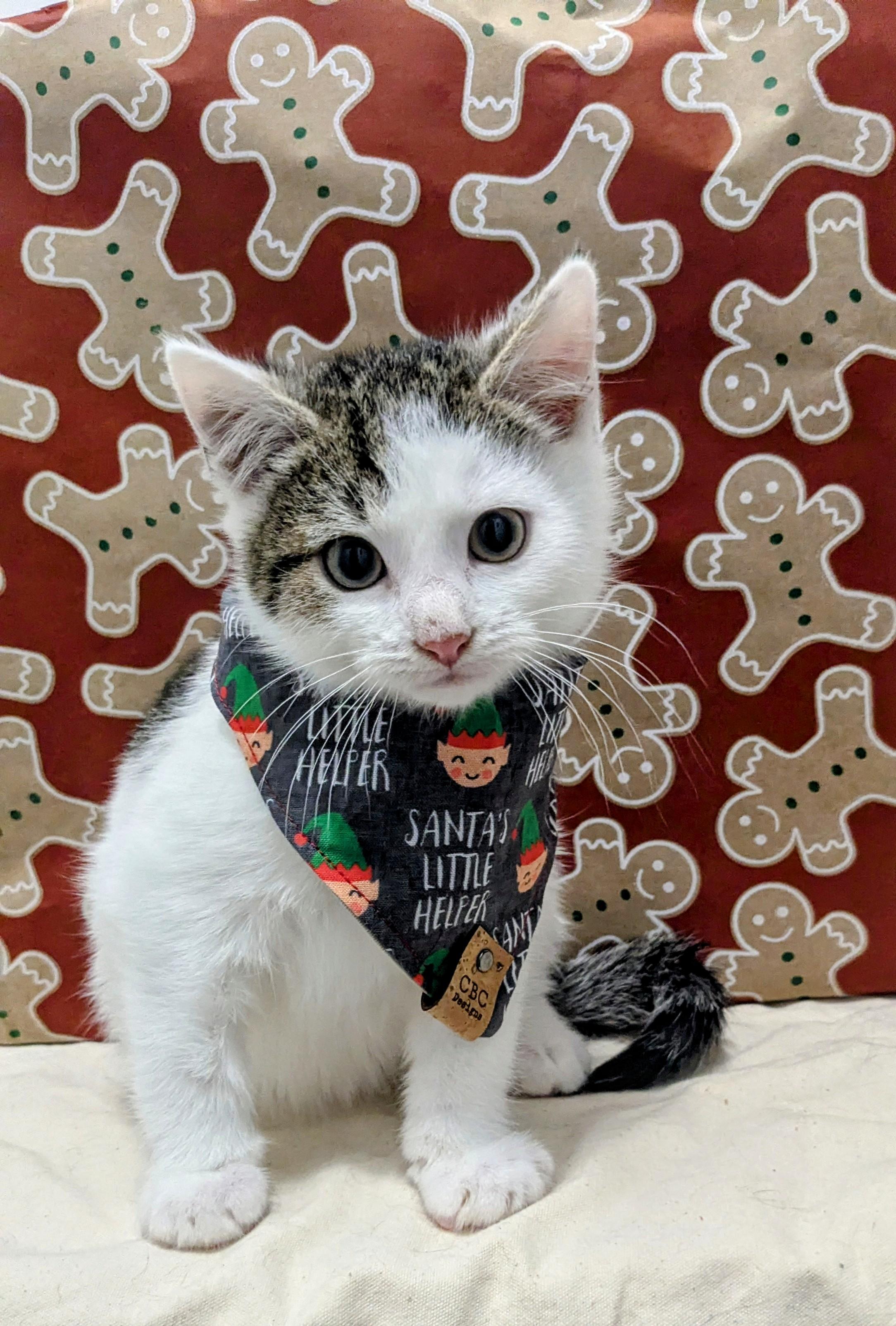 Enlarge Snicker Doodle, an adopted Domestic Short Hair in Chesapeake Beach, MD image 4/4