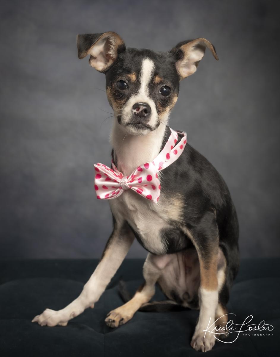 Hula, ADOPTABLE, Puppy Female Chihuahua & Miniature Pinscher.