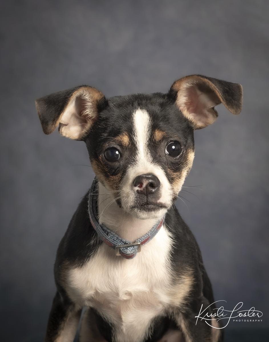 Enlarge Hula, a ADOPTABLE mixed breed in Saint Louis, MO image 3/3