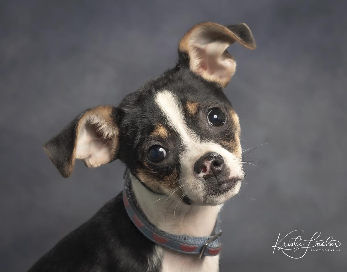 Enlarge Hula, a ADOPTABLE mixed breed in Saint Louis, MO image 2/3