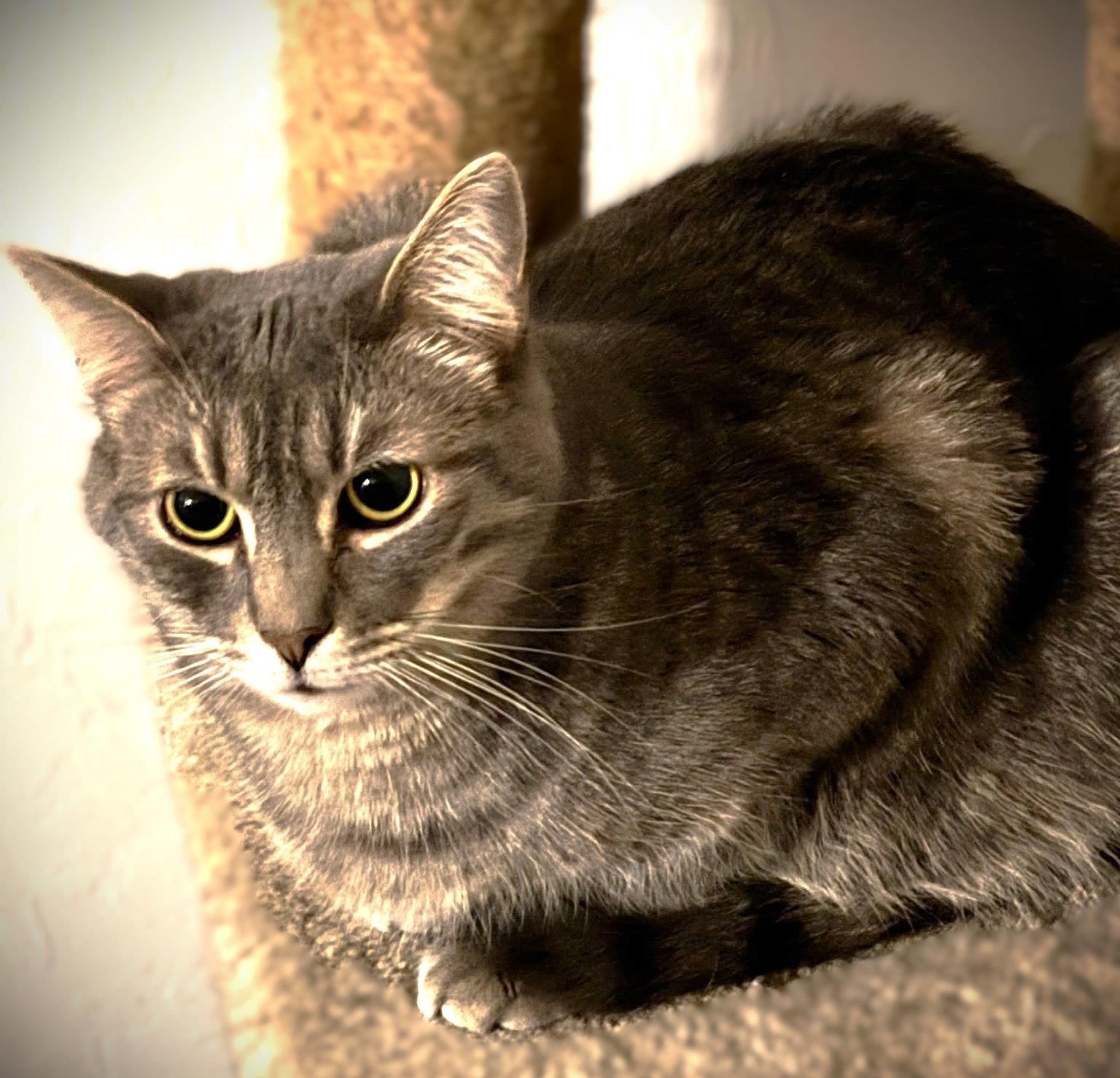 George, Adoptable, Adult Male Tabby & Domestic Short Hair.