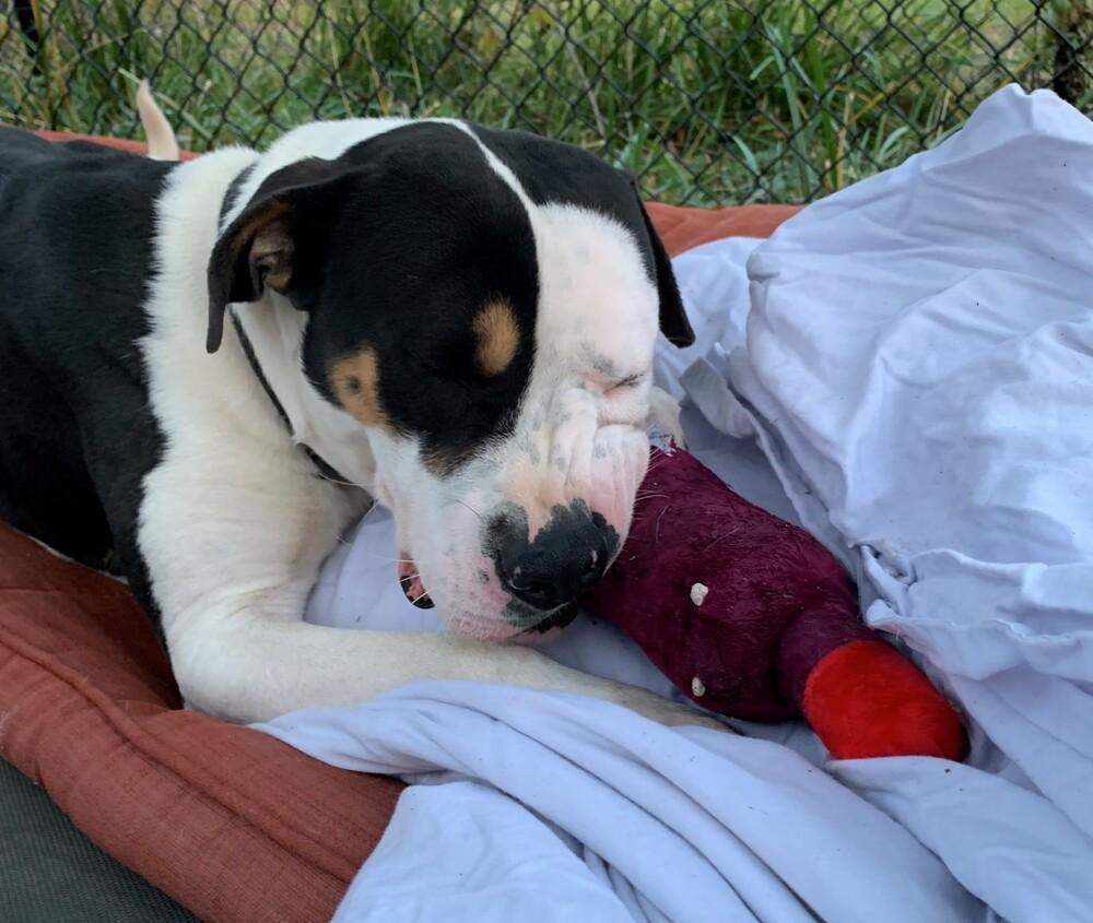 Enlarge Rex, a Adoptable mixed breed in Elmsford, NY image 1/5