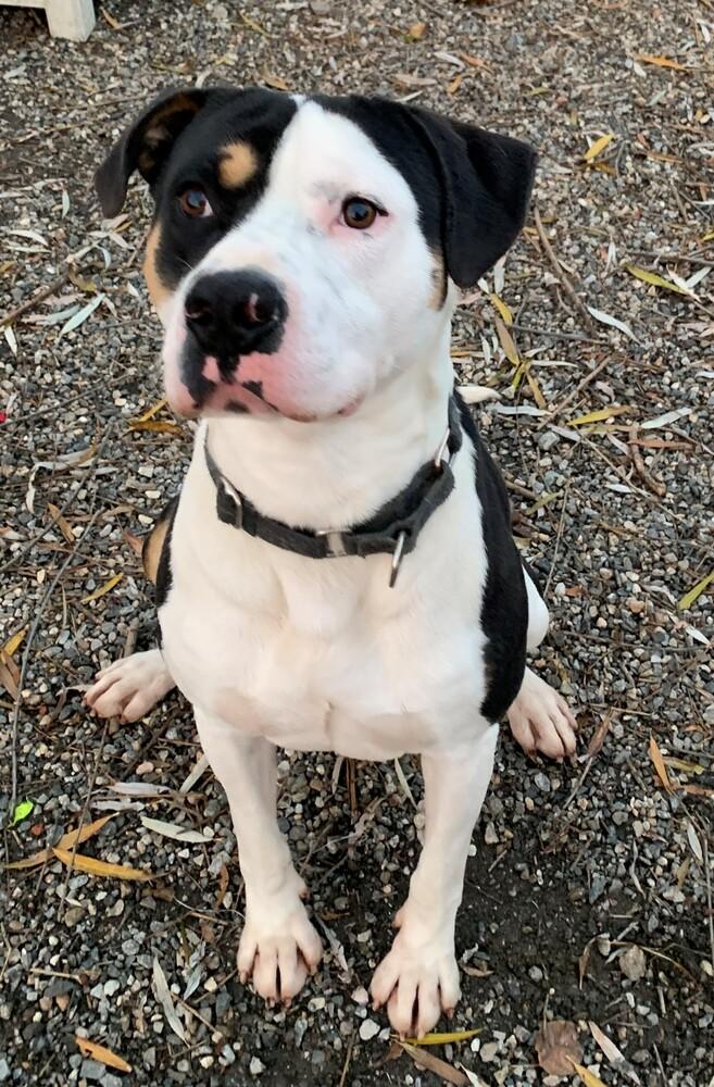 Enlarge Rex, a Adoptable mixed breed in Elmsford, NY image 4/5