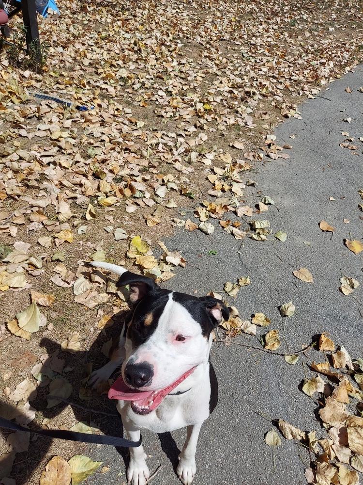 Enlarge Rex, a Adoptable mixed breed in Elmsford, NY image 5/5