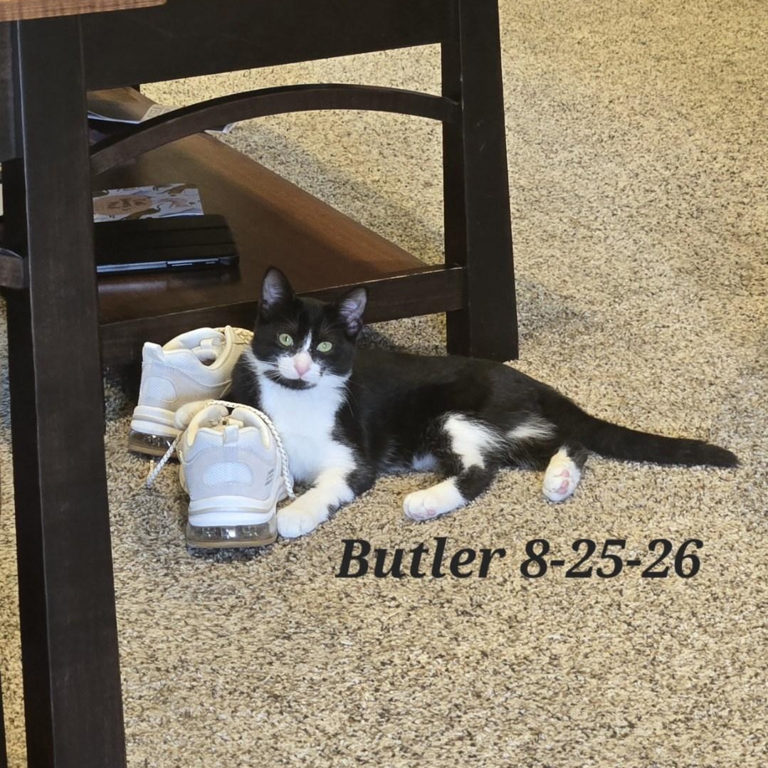 Enlarge Butler - COURTESY POST, a Adoptable Tuxedo in Fowlerville, MI image 2/2