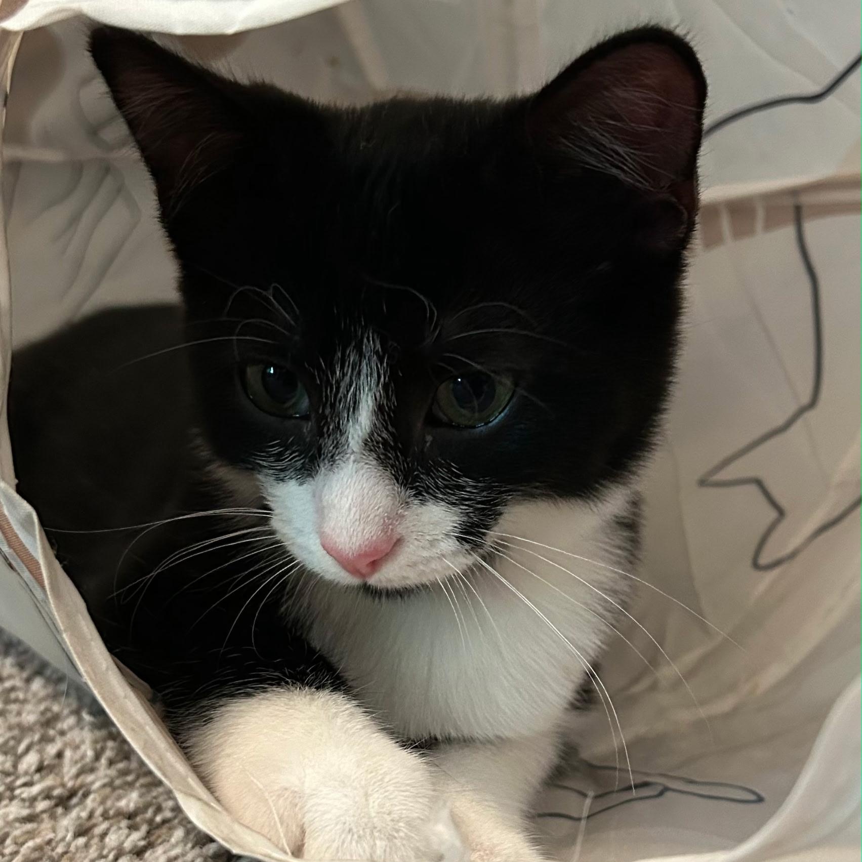 Butler - COURTESY POST, Adoptable, Kitten Male Tuxedo.