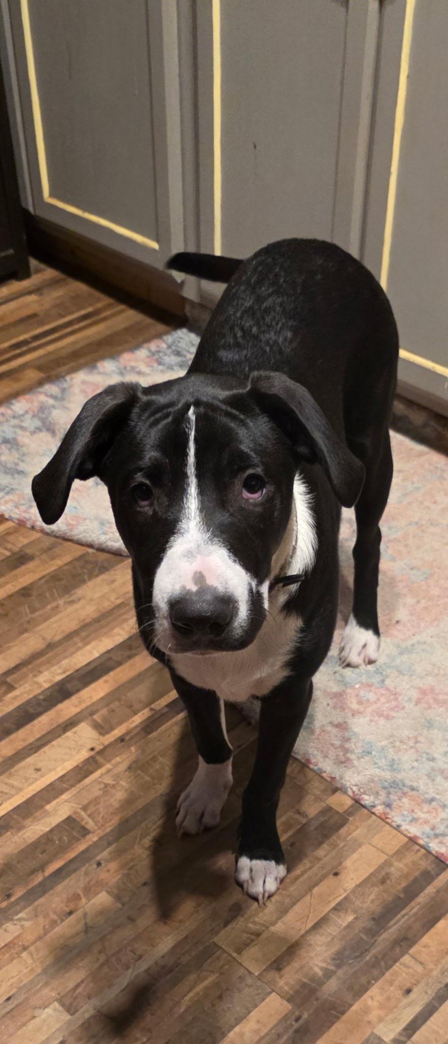 Elvis, a Adoptable Mixed Breed in Bellingham, WA image 2/4