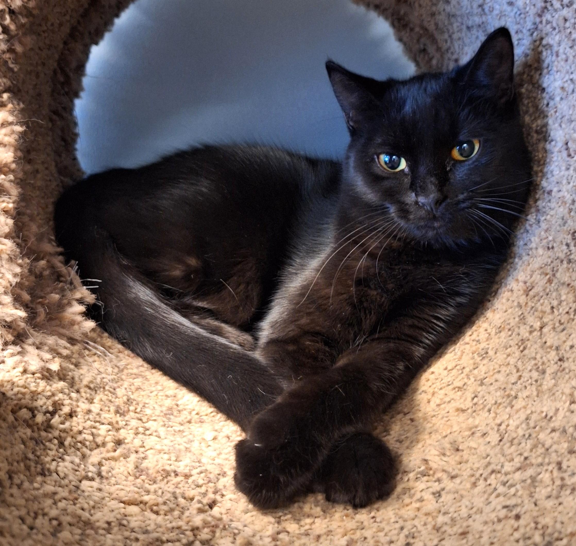 Etta, Adoptable, Adult Female Domestic Short Hair.