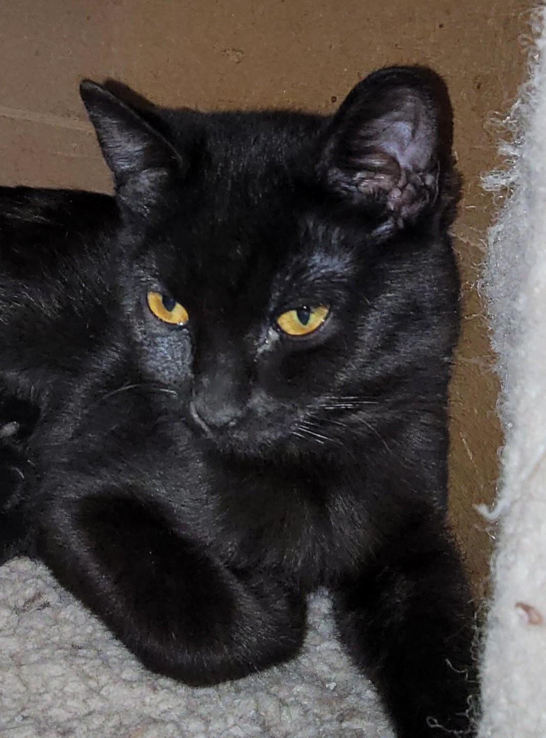 Enlarge Etta, a Adoptable mixed breed in Spokane, WA image 2/2