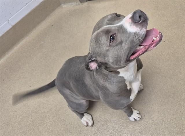 Enlarge WHITNEY, a Adoptable Pit Bull Terrier in Decatur, IL image 1/1