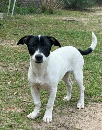 Enlarge Noodles, a Adopted Dachshund in Sanford, FL image 1/1