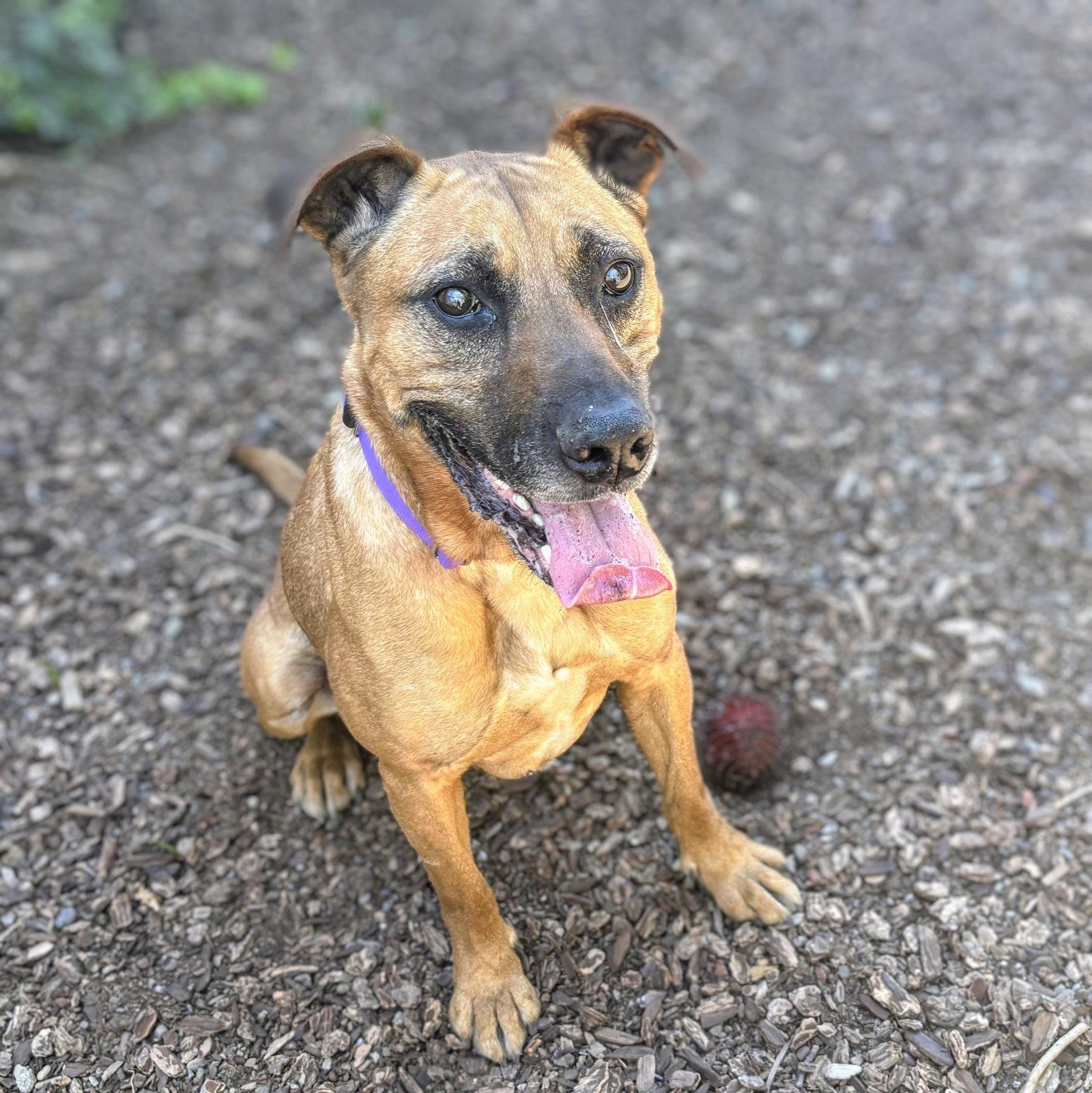 Enlarge Earl, a Adoptable Mixed Breed in Oakland, CA image 1/3