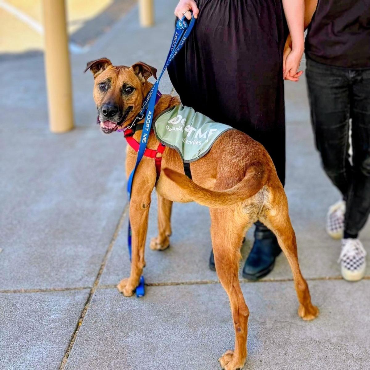 Enlarge Earl, a Adoptable Mixed Breed in Oakland, CA image 2/3