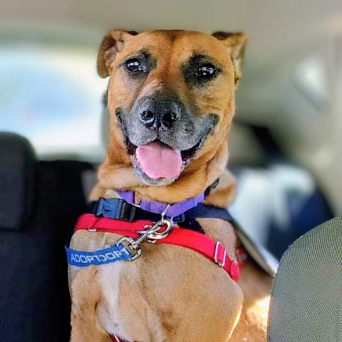 Enlarge Earl, a Adoptable Mixed Breed in Oakland, CA image 3/3