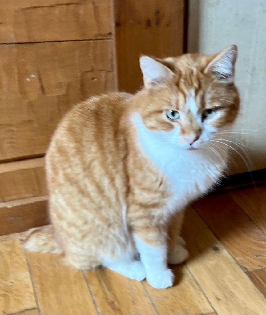 Enlarge Mike Wozowski, a Adoptable Domestic Short Hair in Cromwell, KY image 1/1