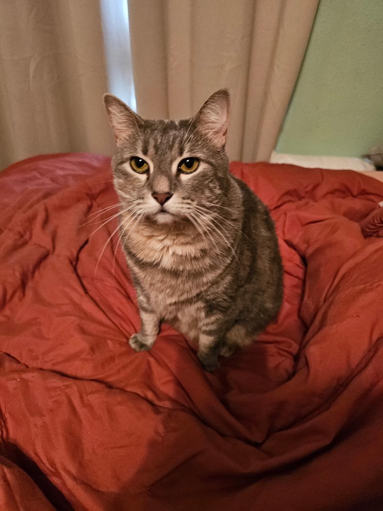 Rosie, Adoptable, Senior Female Domestic Short Hair.