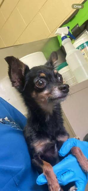 Castle, ADOPTABLE, Senior Male Chihuahua & Mixed Breed.