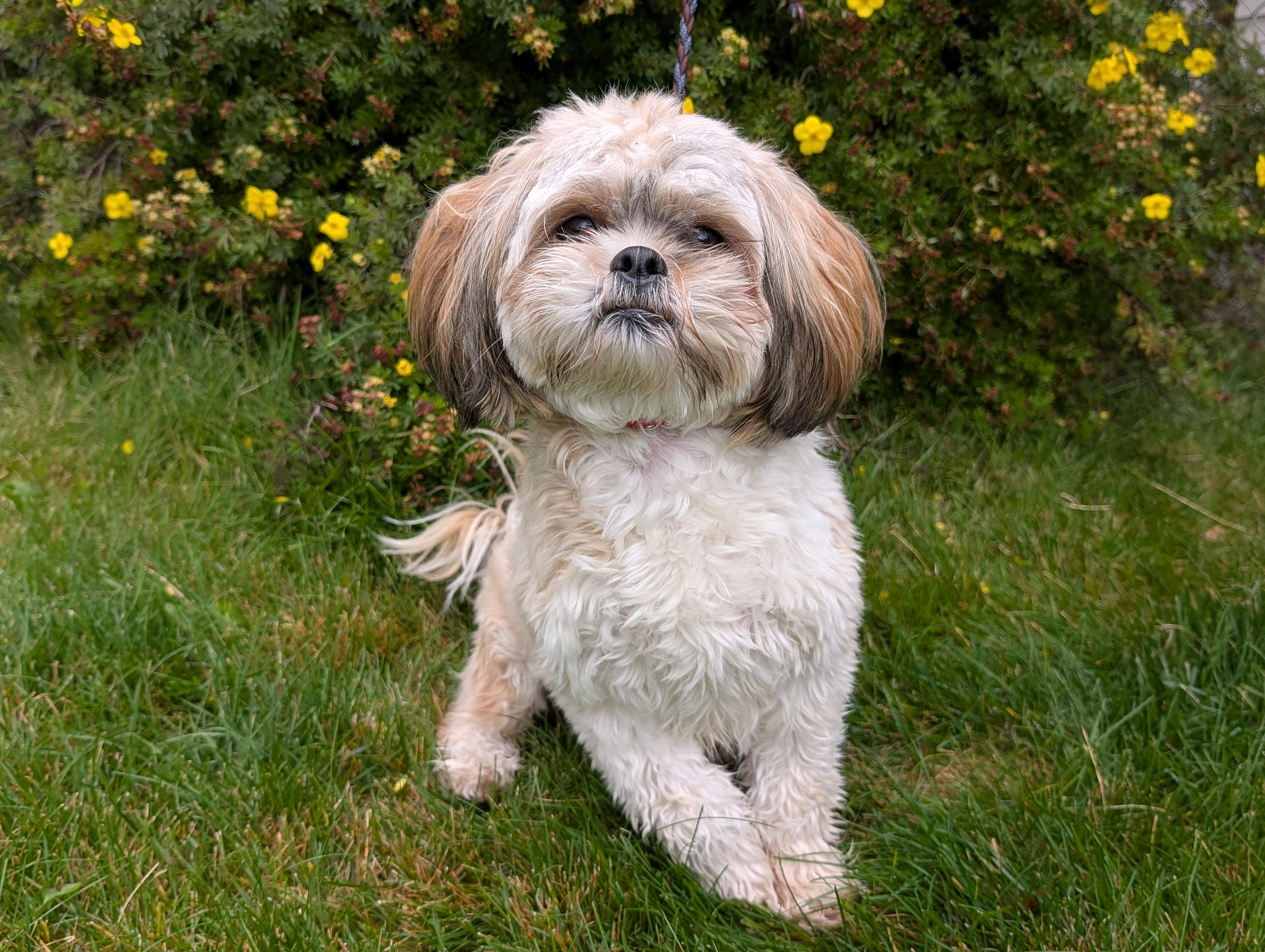 Enlarge Kai, a Adopted mixed breed in Polson, MT image 5/5