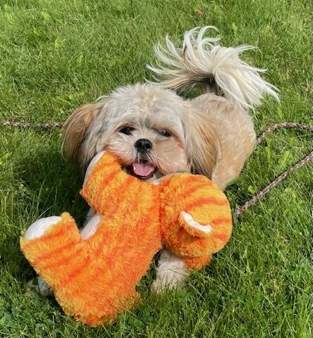Enlarge Kai, a Adopted mixed breed in Polson, MT image 4/5