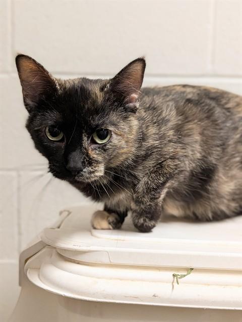 CLOVE, Adoptable, Young Female Domestic Short Hair.
