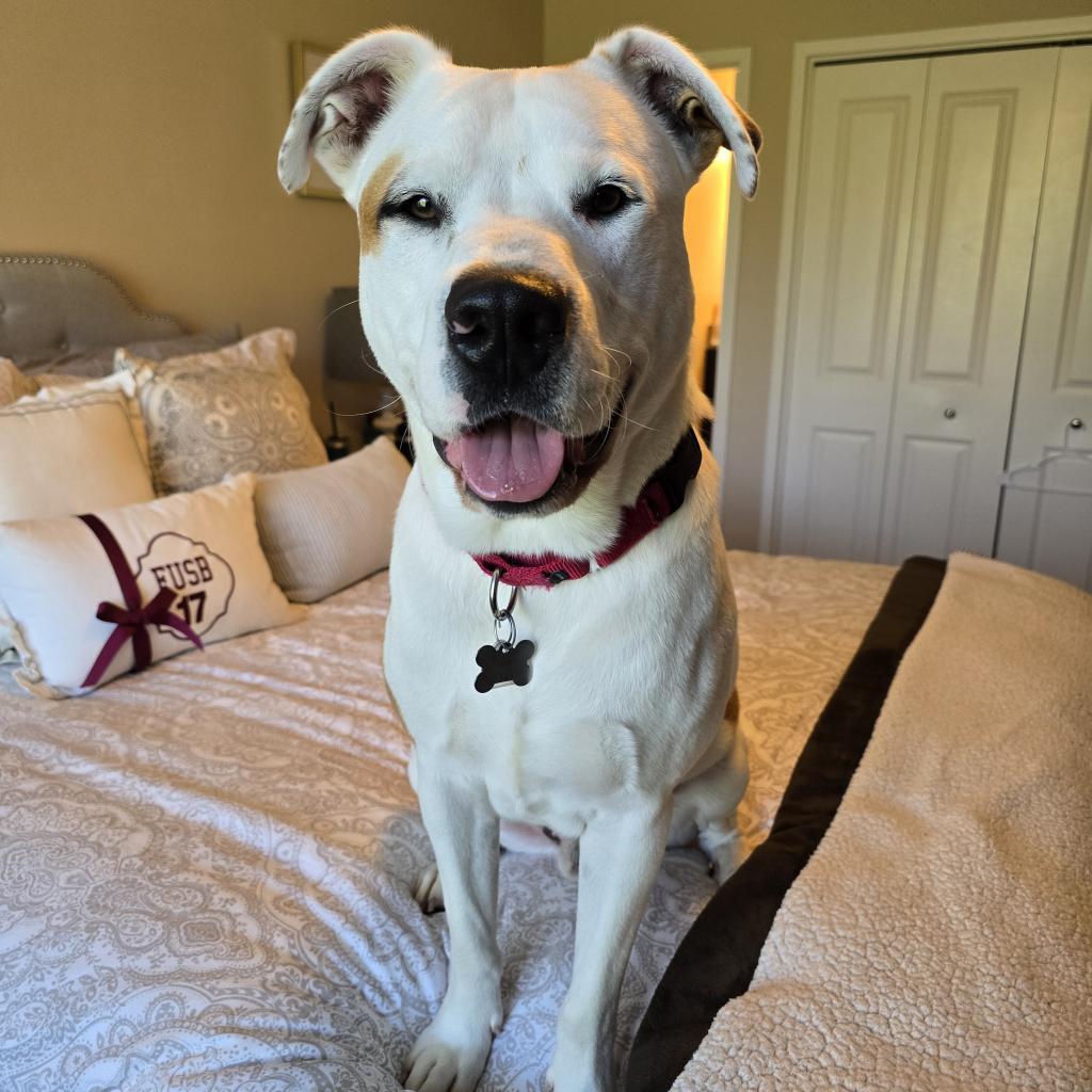 King, a Adoptable mixed breed in Falls Church, VA image 2/6