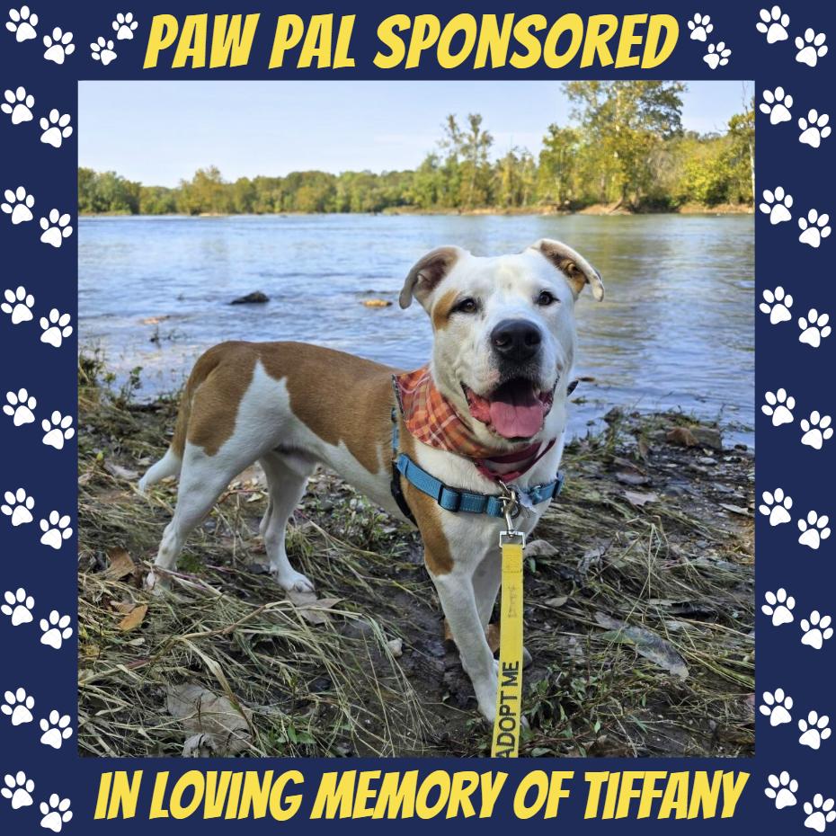 King, a Adoptable mixed breed in Falls Church, VA image 4/6