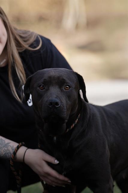 Enlarge LISA, a Adoptable Mastiff in Belleville, IL image 1/1