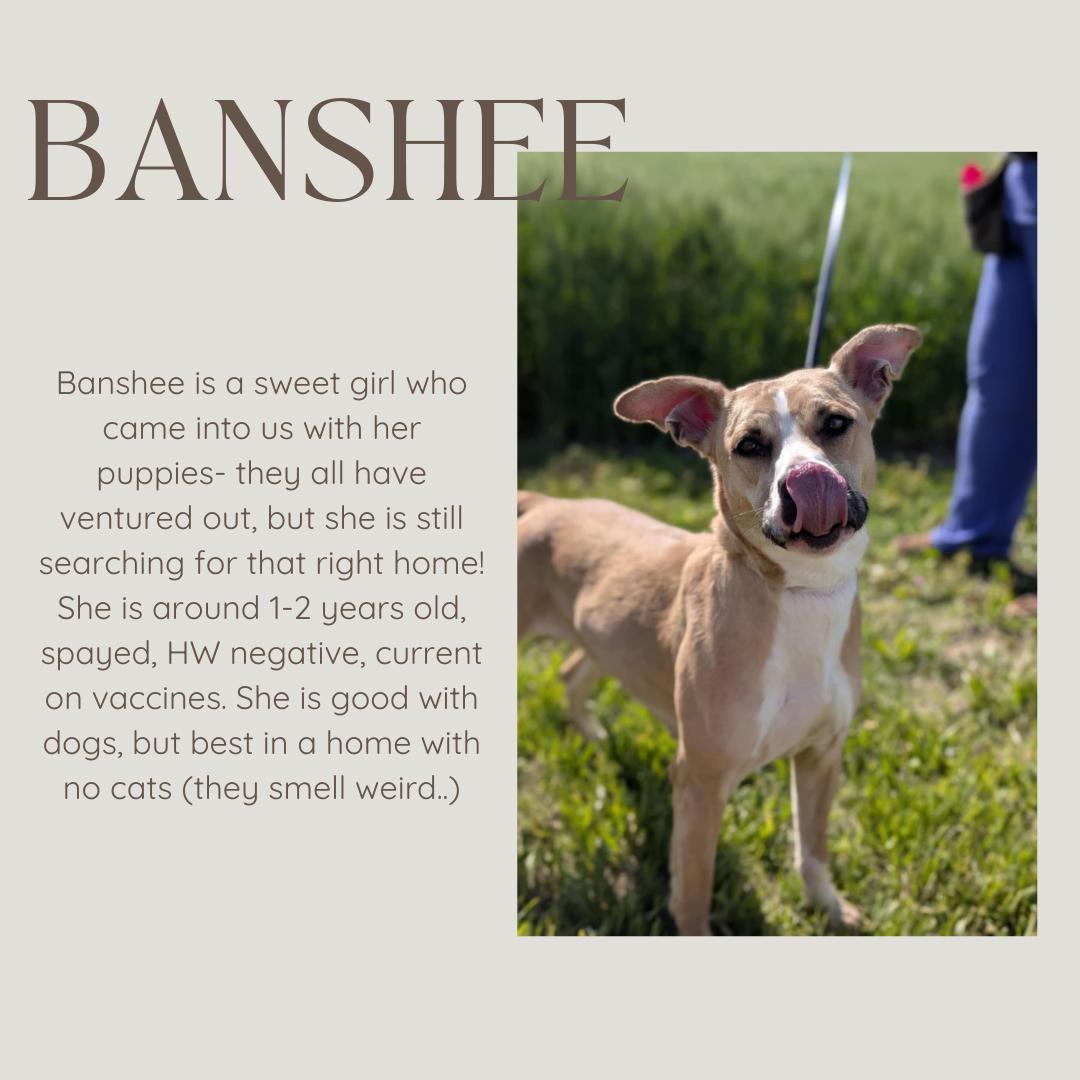 Enlarge Banshee, a ADOPTABLE mixed breed in Junction City, KS image 1/1