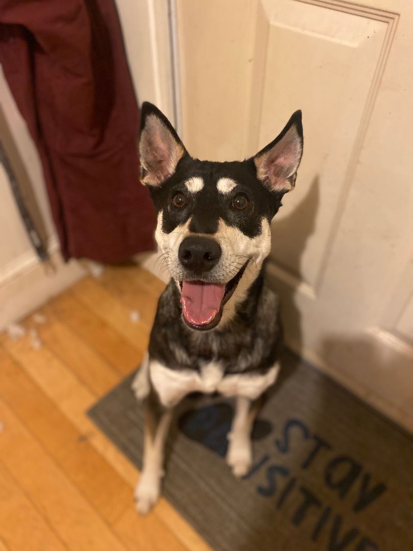 Sissy, a Adopted mixed breed in West Falls, NY image 1/2