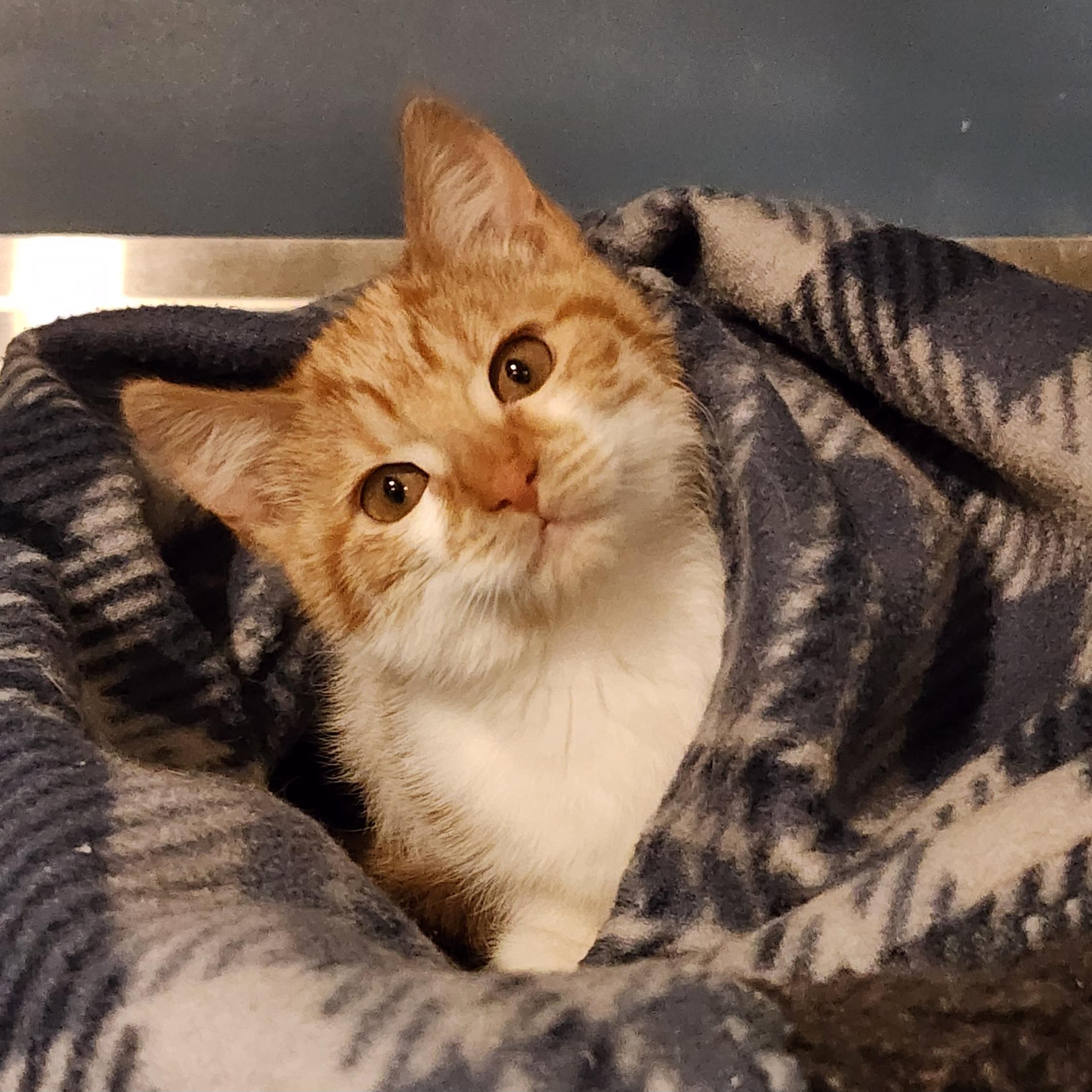 Laika, ADOPTABLE, Young Female Domestic Short Hair.