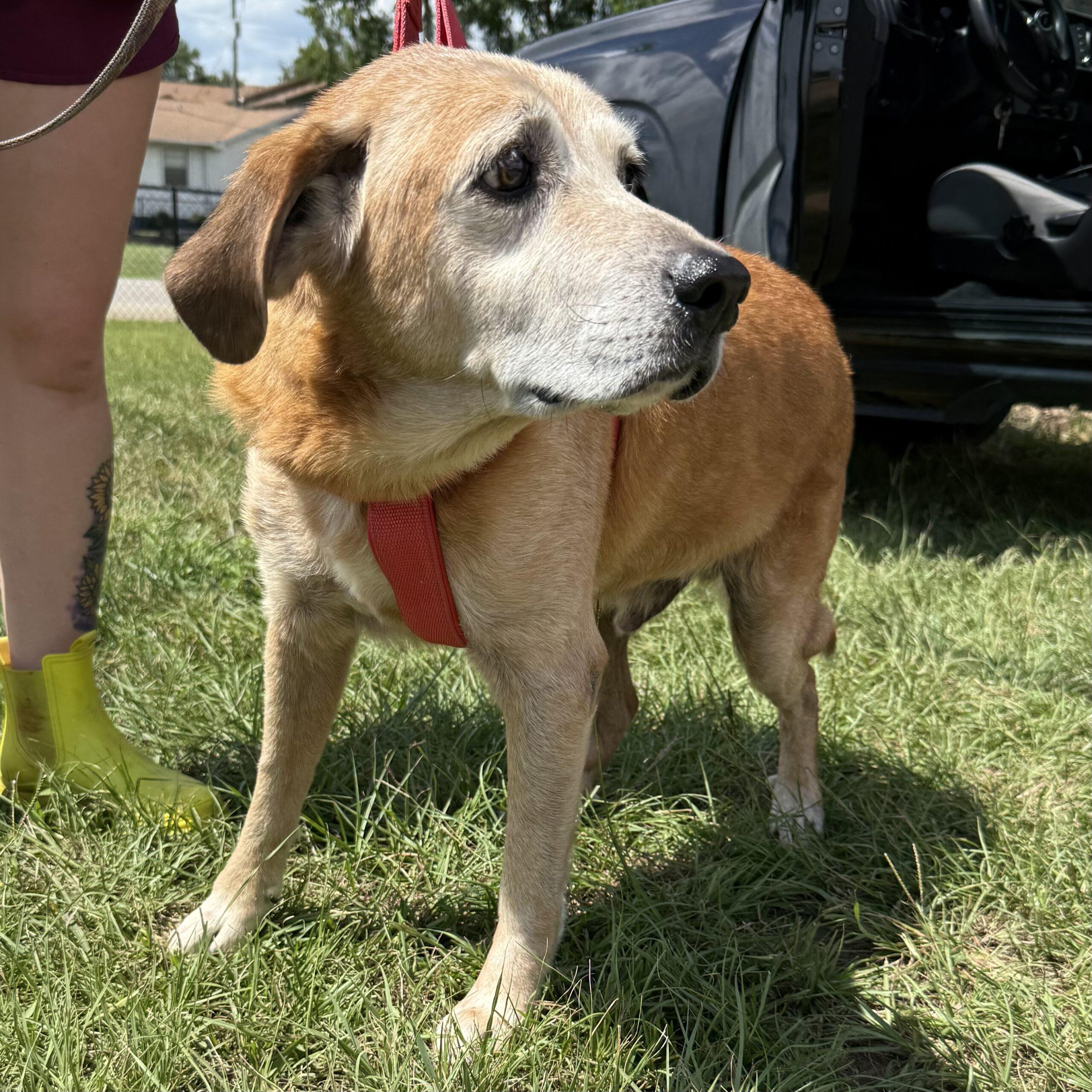 Enlarge Waylon, a Adoptable mixed breed in Columbia, SC image 1/5