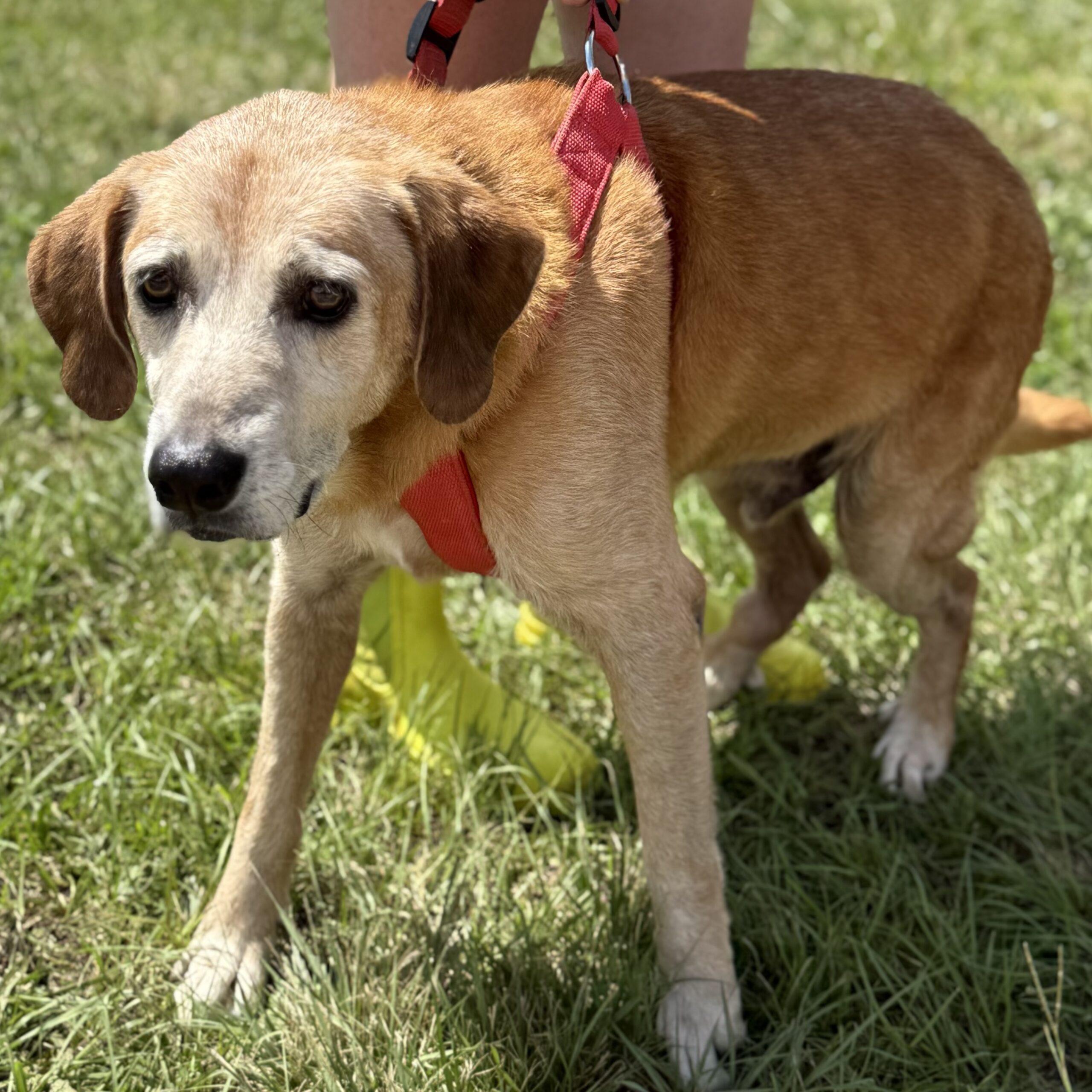 Enlarge Waylon, a Adoptable mixed breed in Columbia, SC image 2/5