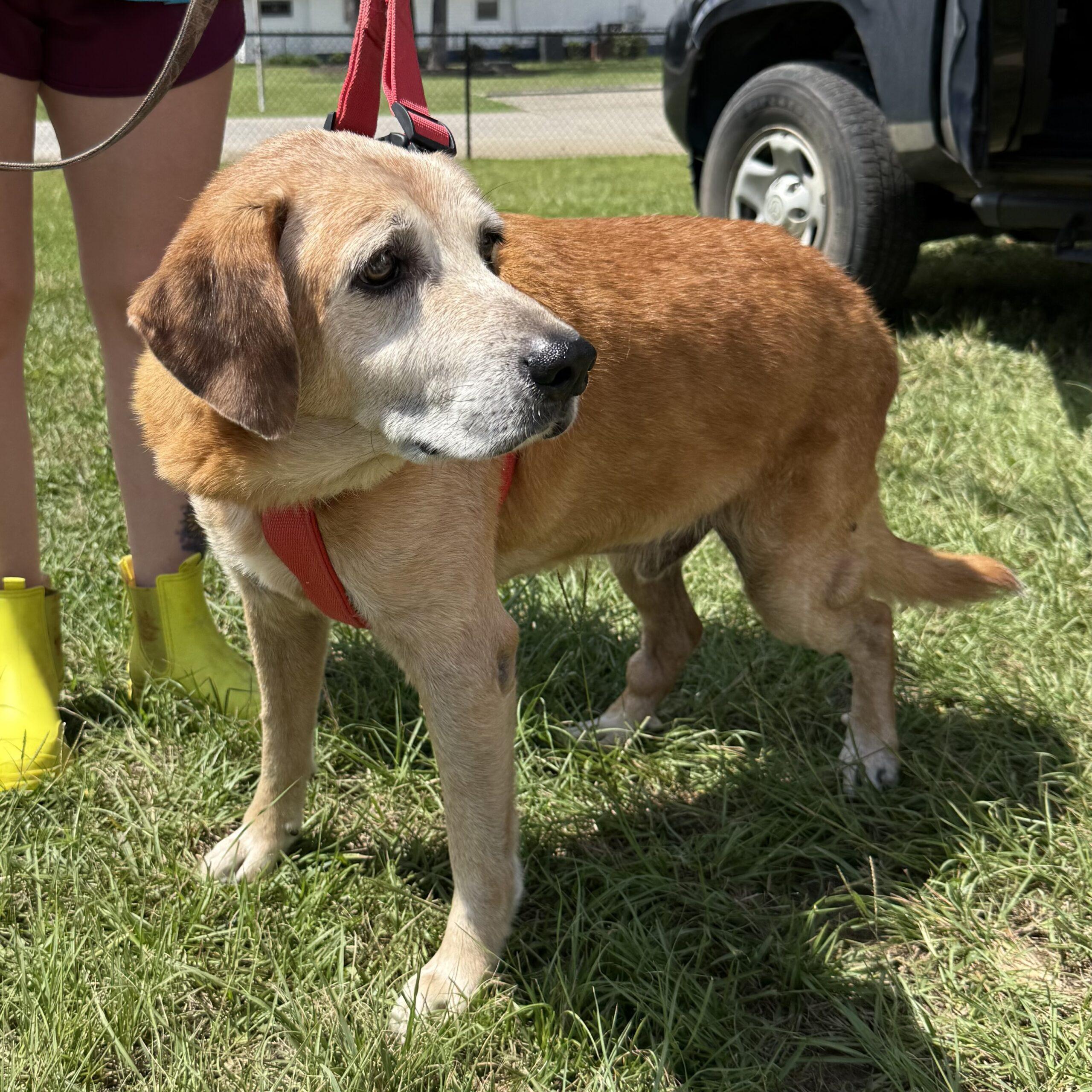 Enlarge Waylon, a Adoptable mixed breed in Columbia, SC image 3/5