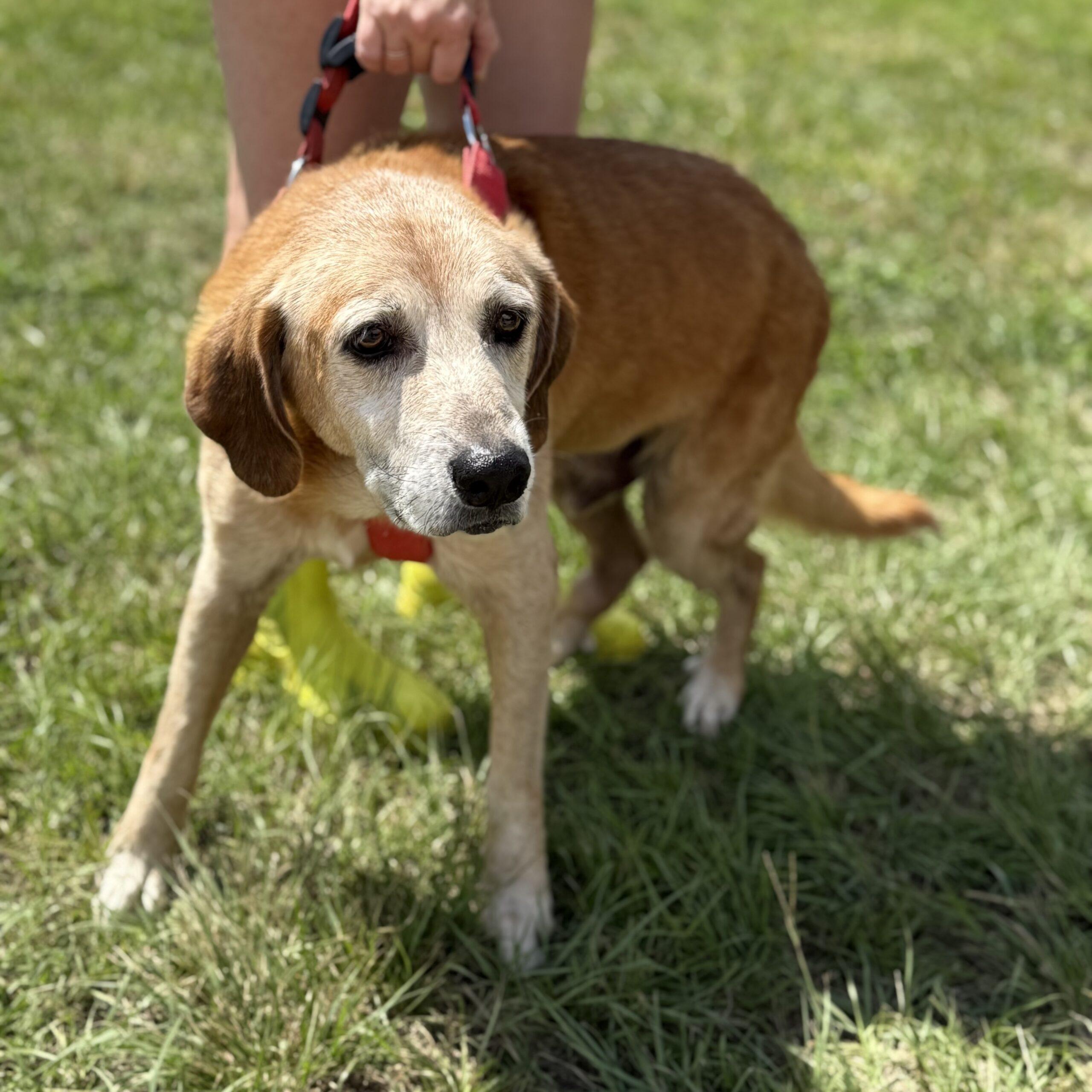 Enlarge Waylon, a Adoptable mixed breed in Columbia, SC image 4/5