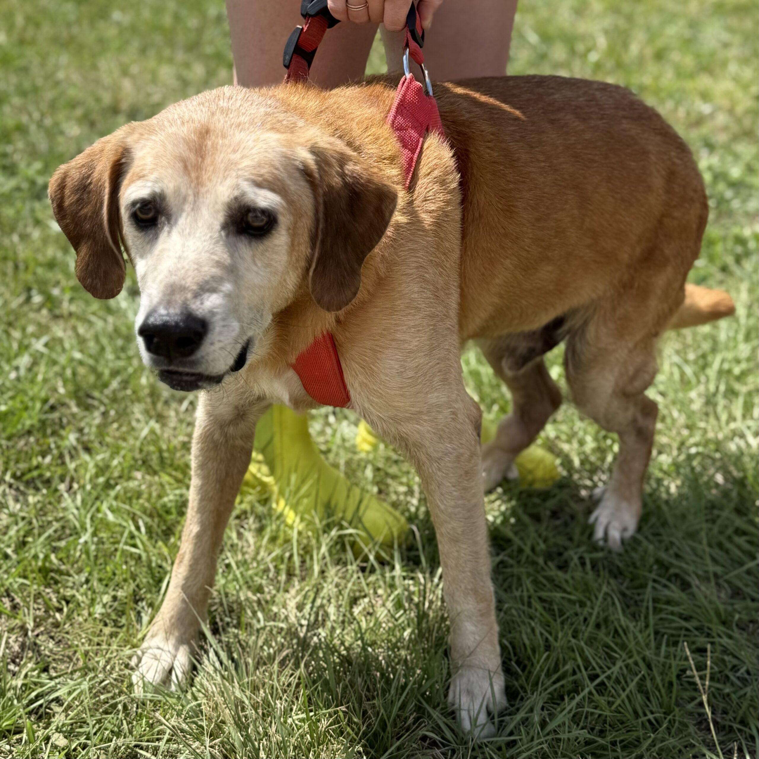 Enlarge Waylon, a Adoptable mixed breed in Columbia, SC image 5/5