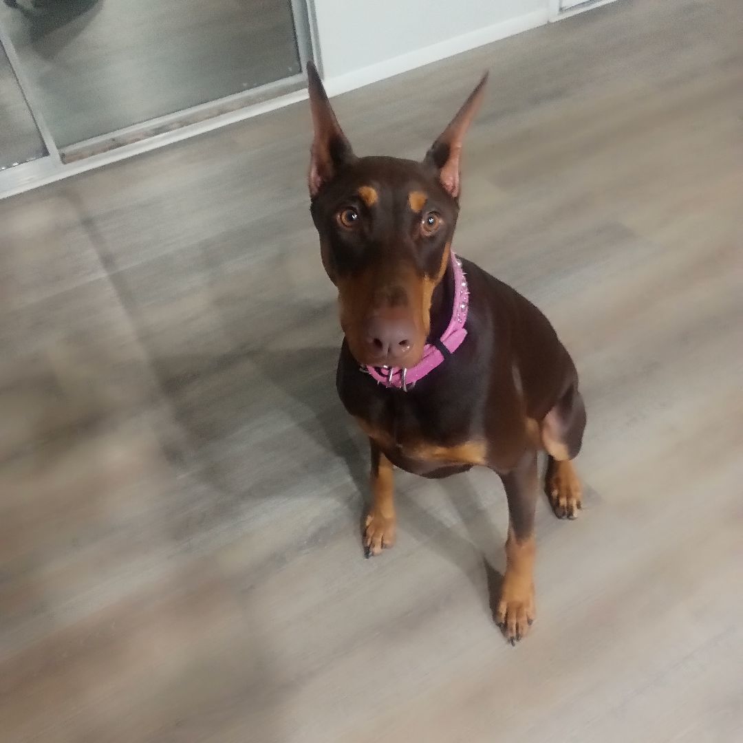 Enlarge Matrix, a Adopted Doberman Pinscher in Spring Valley, CA image 1/2