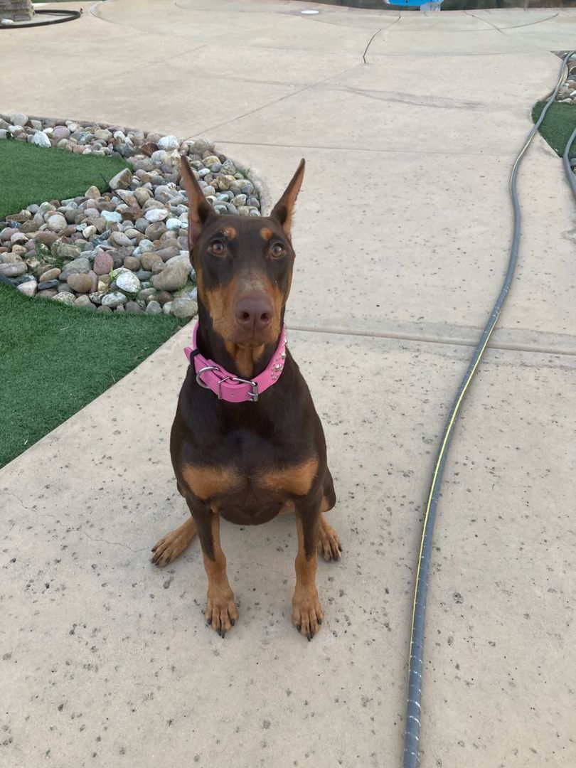 Enlarge Matrix, a Adopted Doberman Pinscher in Spring Valley, CA image 2/2