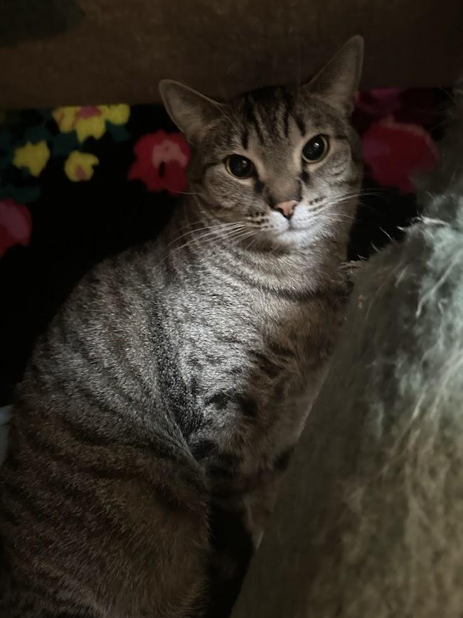 Scooter, Adoptable, Adult Male Domestic Short Hair.