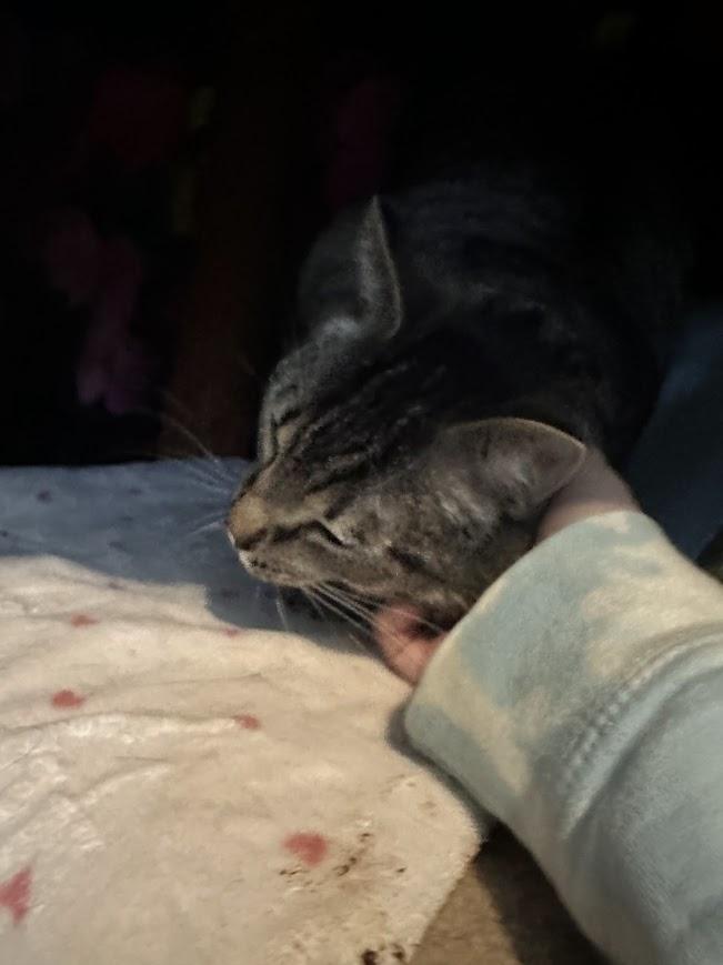 Enlarge Scooter, a Adoptable Domestic Short Hair in Cape May, NJ image 2/4