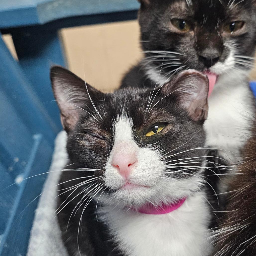 Dina, Adoptable, Young Female Domestic Short Hair.