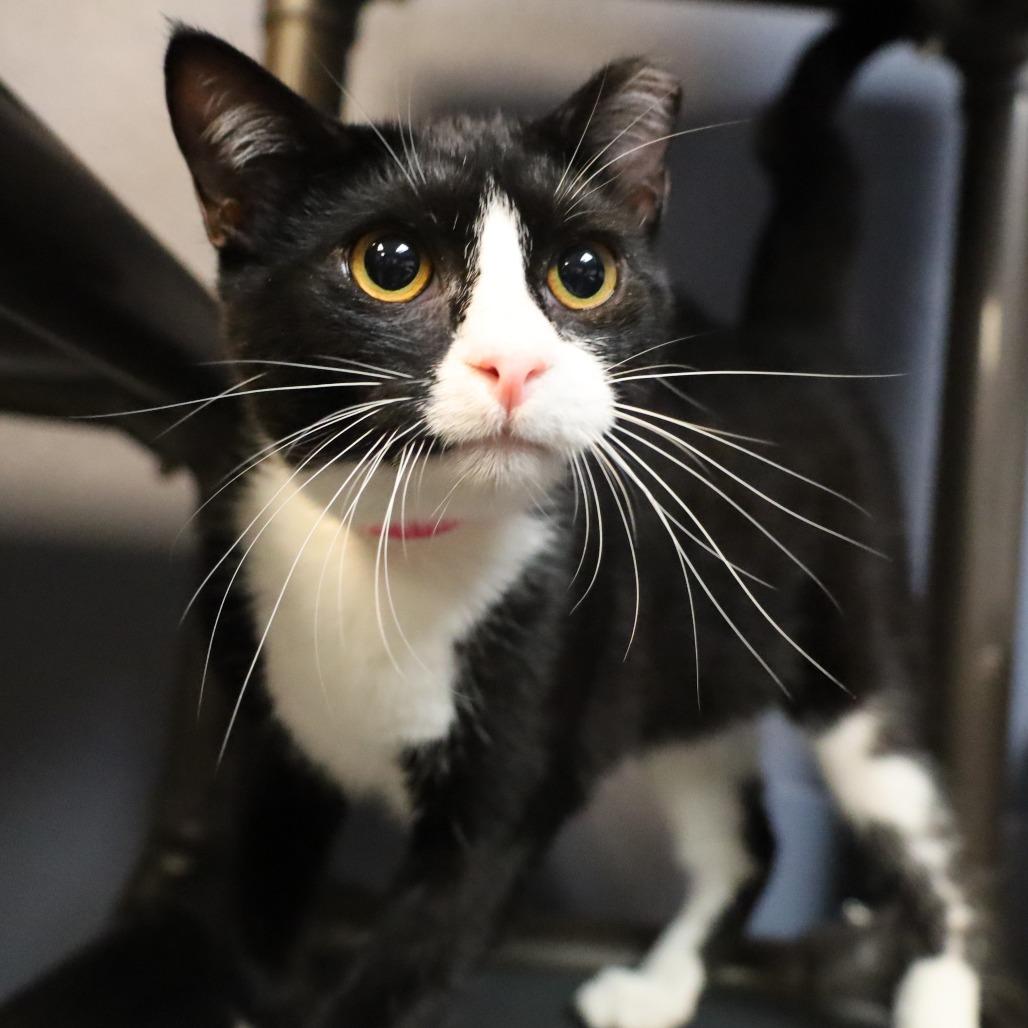 Enlarge Dina, a Adoptable Domestic Short Hair in Lakeland, FL image 2/6