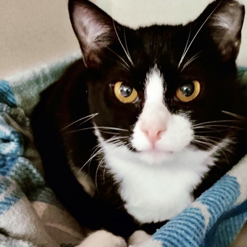 Enlarge Dina, a Adoptable Domestic Short Hair in Lakeland, FL image 3/6